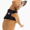 Signature Harness