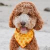 Here Comes the Sun Dog Bandana