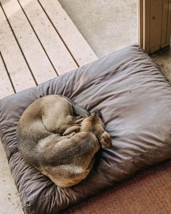 bed-black-lxl-48lbs Bed