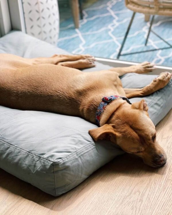 bed-blue-m-40lbs Bed