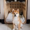 theshiba_nikita Crate
